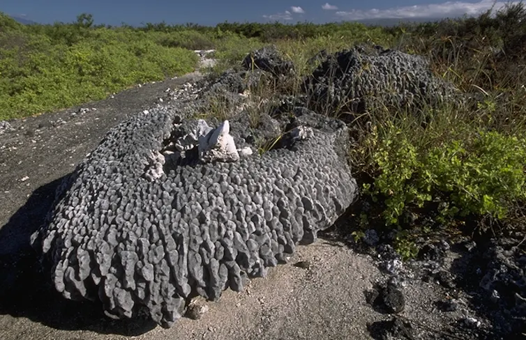 A large fossil on land.
