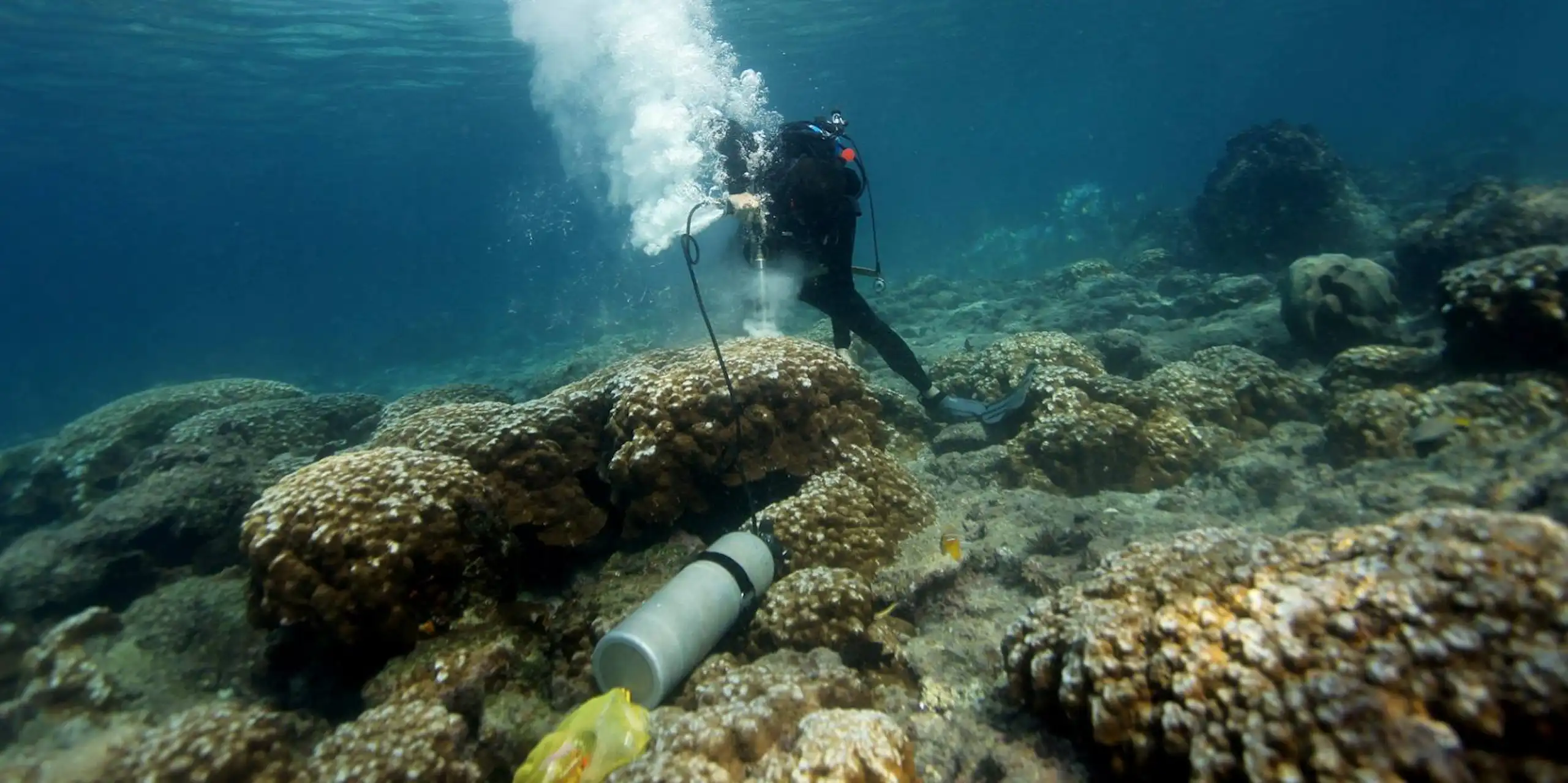 A scuba diver takes a coral sample from the ocean bottom.