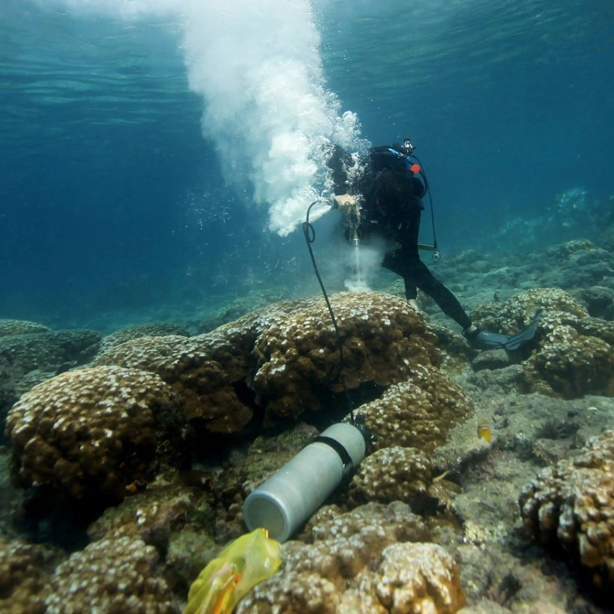 A scuba diver takes a coral sample from the ocean bottom.