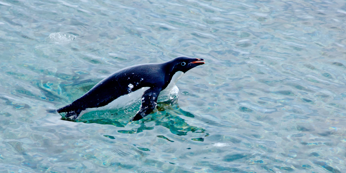 Satellite images show how penguins’ diets are changing in response to Antarctic climate change