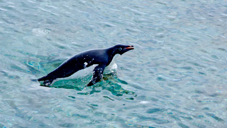 A black and white aquatic bird breaches the surface of the water.