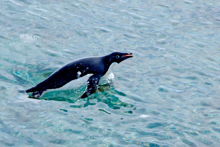 A black and white aquatic bird breaches the surface of the water.