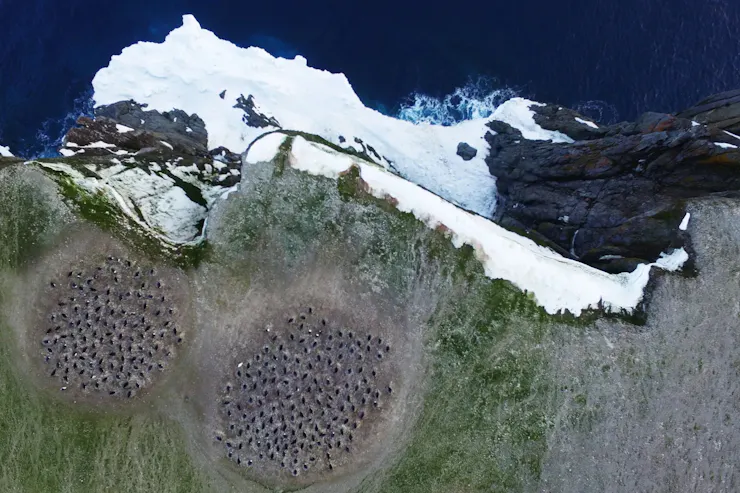 An overhead view shows two circles of a penguin colony on land near a rocky, icy shore.