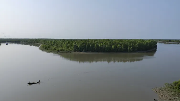 a aerial view of a green mangrove forest near a body of water