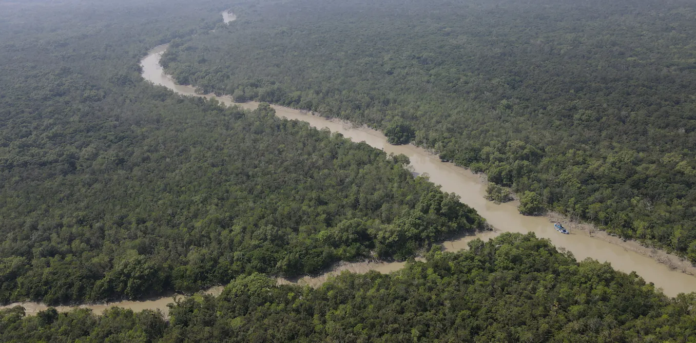 EduWireDaily — Ecological collapse in the world’s largest mangrove forest is a preview of what’s to come