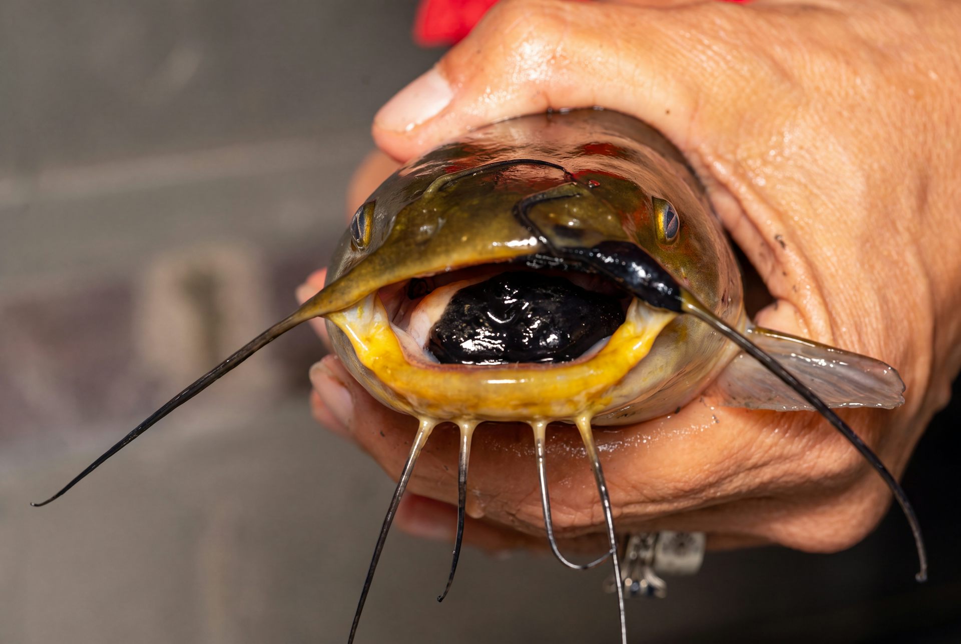 un poisson brun verdâtre avec une grande tache noire sur la langue