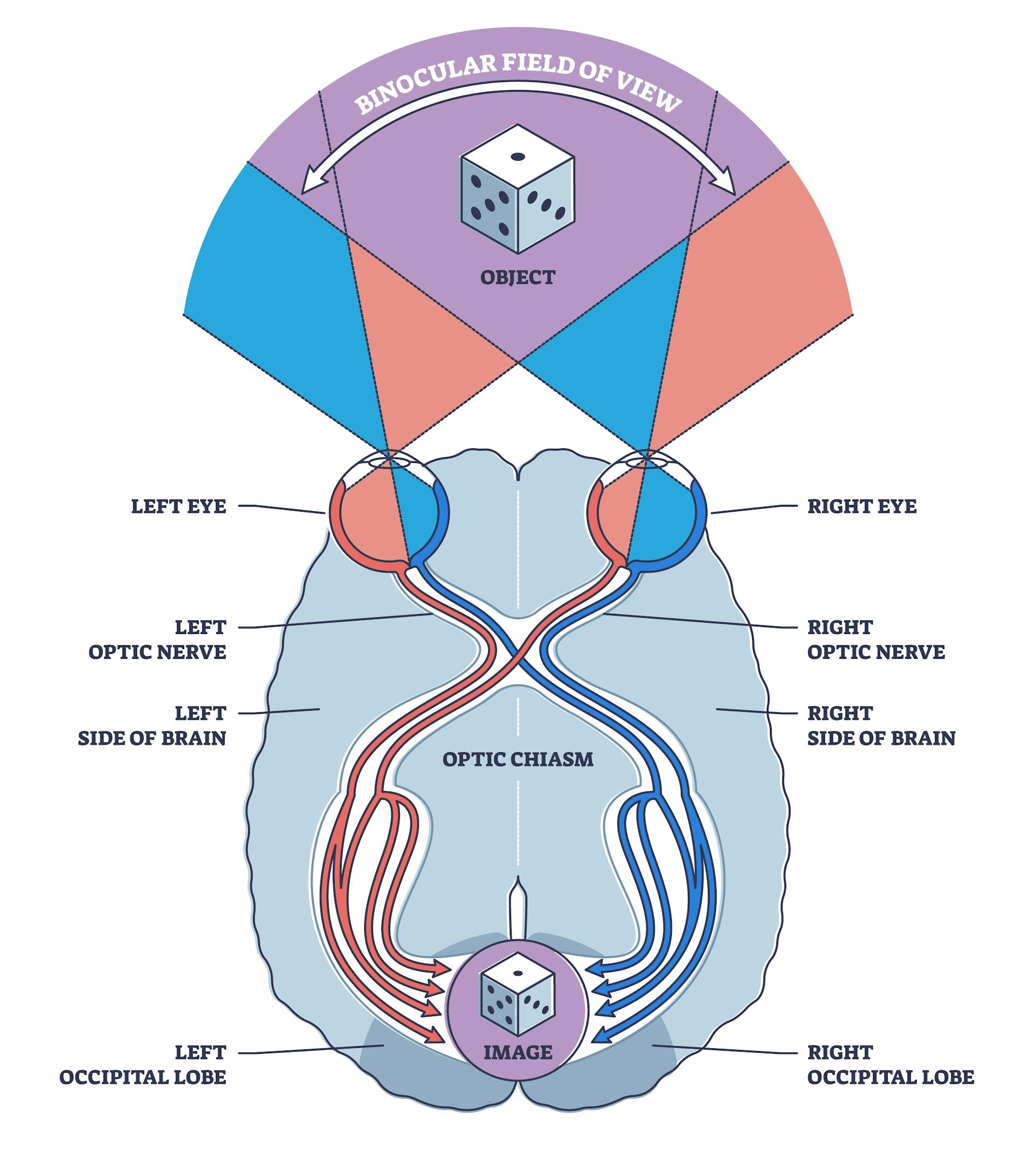 Diagram showing that the images captured by each human eye overlap, which generates three-dimensional vision.