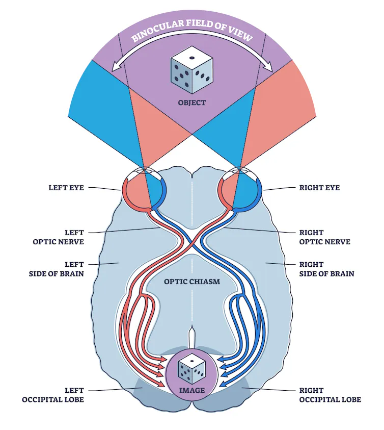 Diagram showing that the images captured by each human eye overlap, which generates three-dimensional vision.