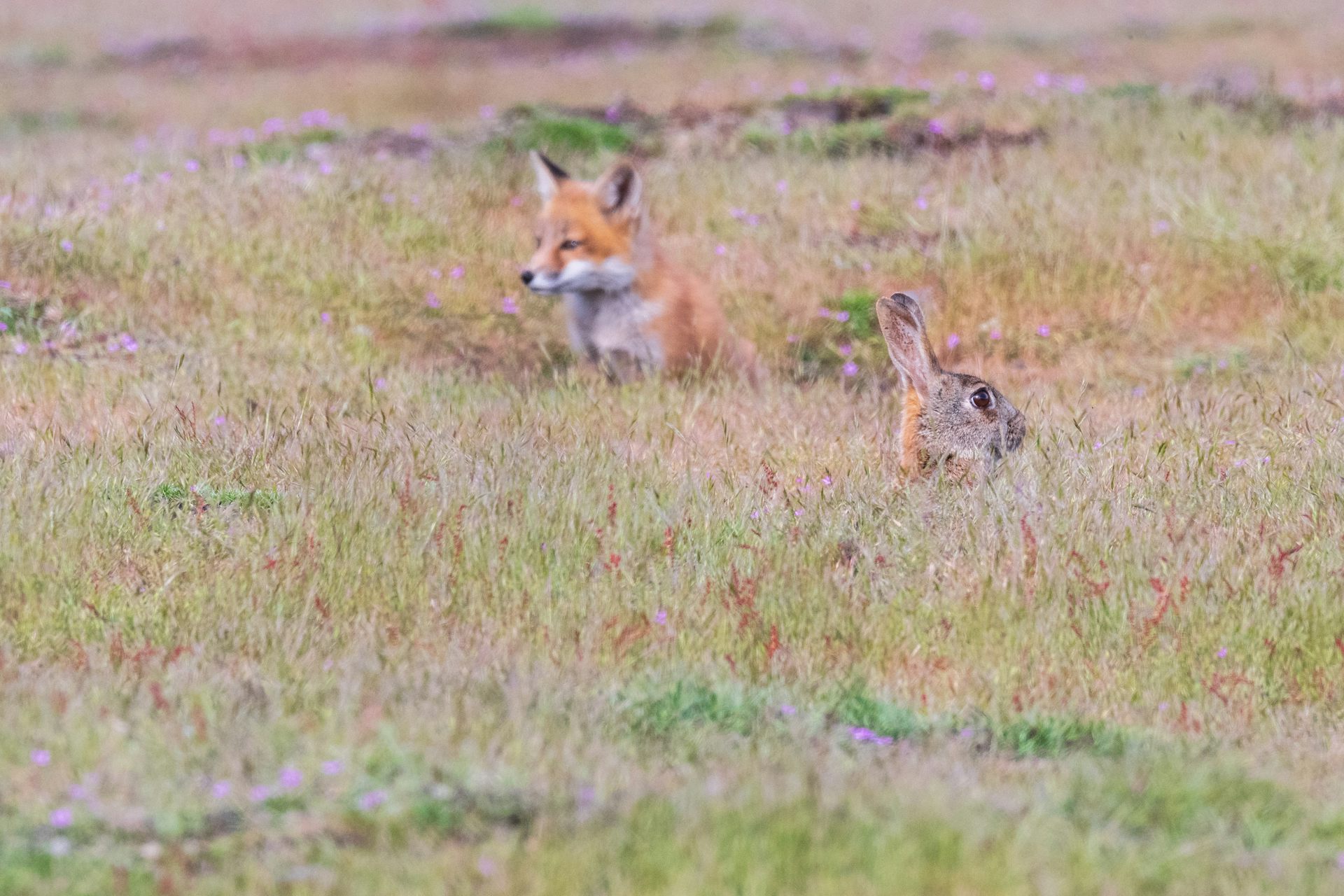 A rabbit on the lookout, with a red fox in the background.