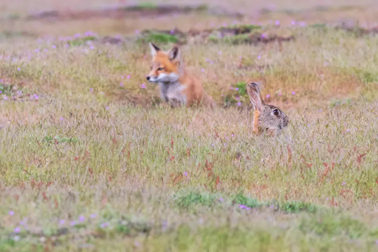 A rabbit on the lookout, with a red fox in the background.