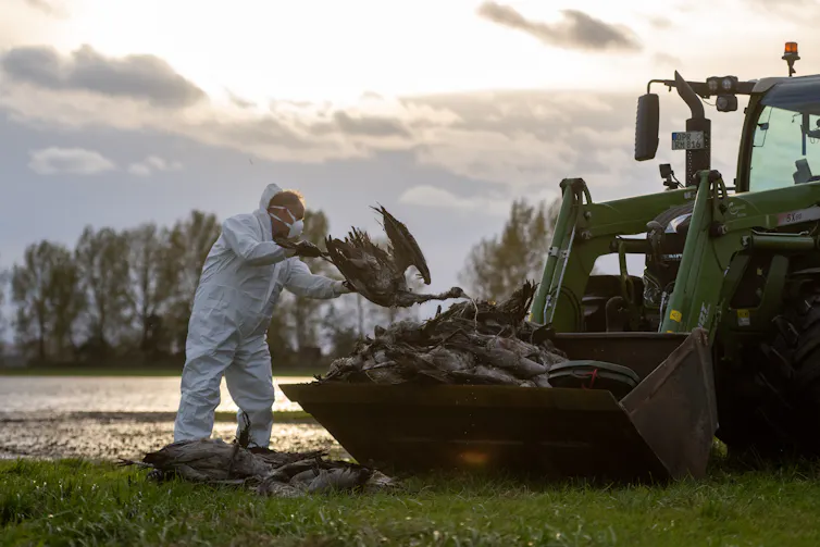 man loading dead birds onto a tractor scoop.