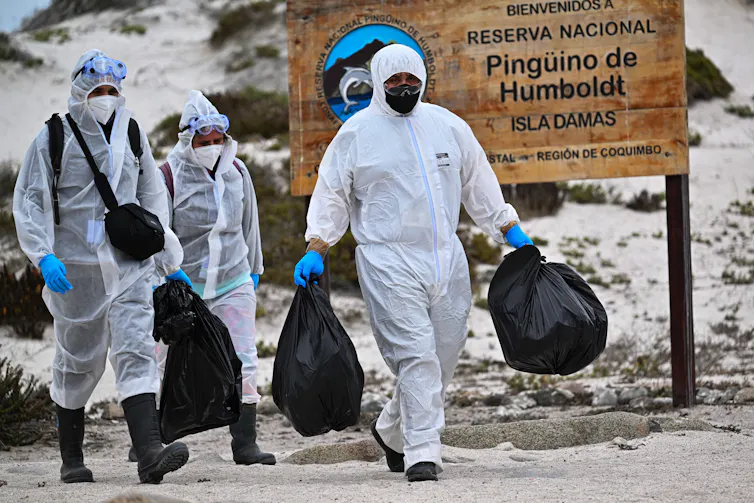 workers in biohazard suits carrying bags of dead birds off a beach.