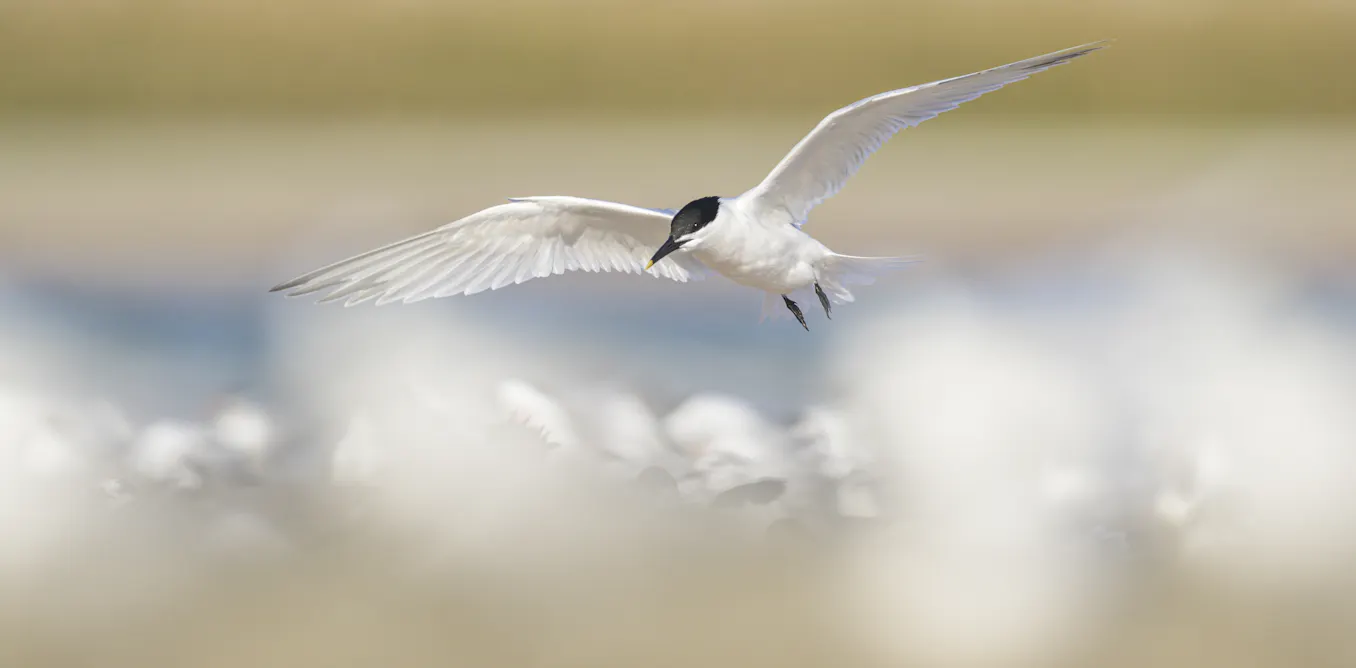 The first wave of bird flu is the worst: what Australia can learn from overseas The first wave of bird flu is the worst: what Australia can learn from overseas