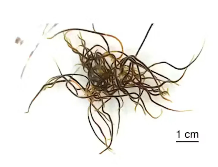 photo of a mass of worms tangled together