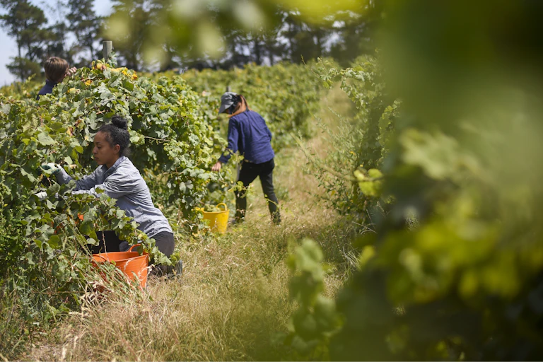 Farm workers in a vineyard kneel on the ground and pick grapes off the vines