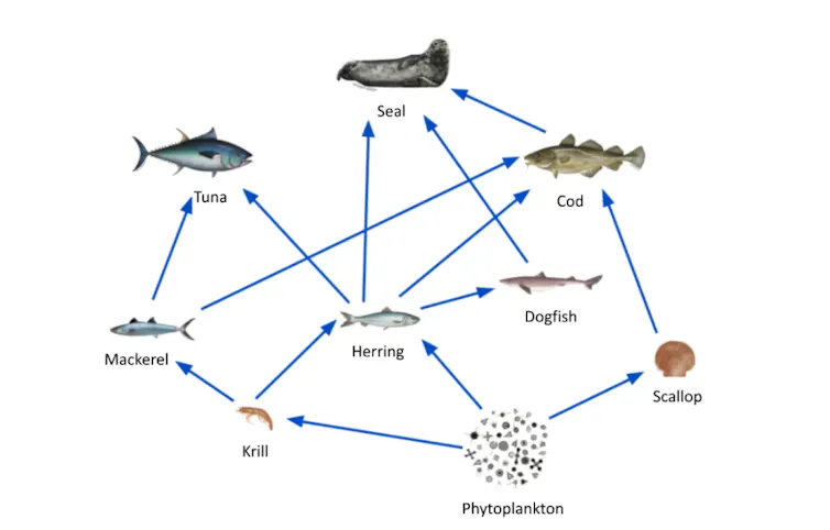 An example of a food web