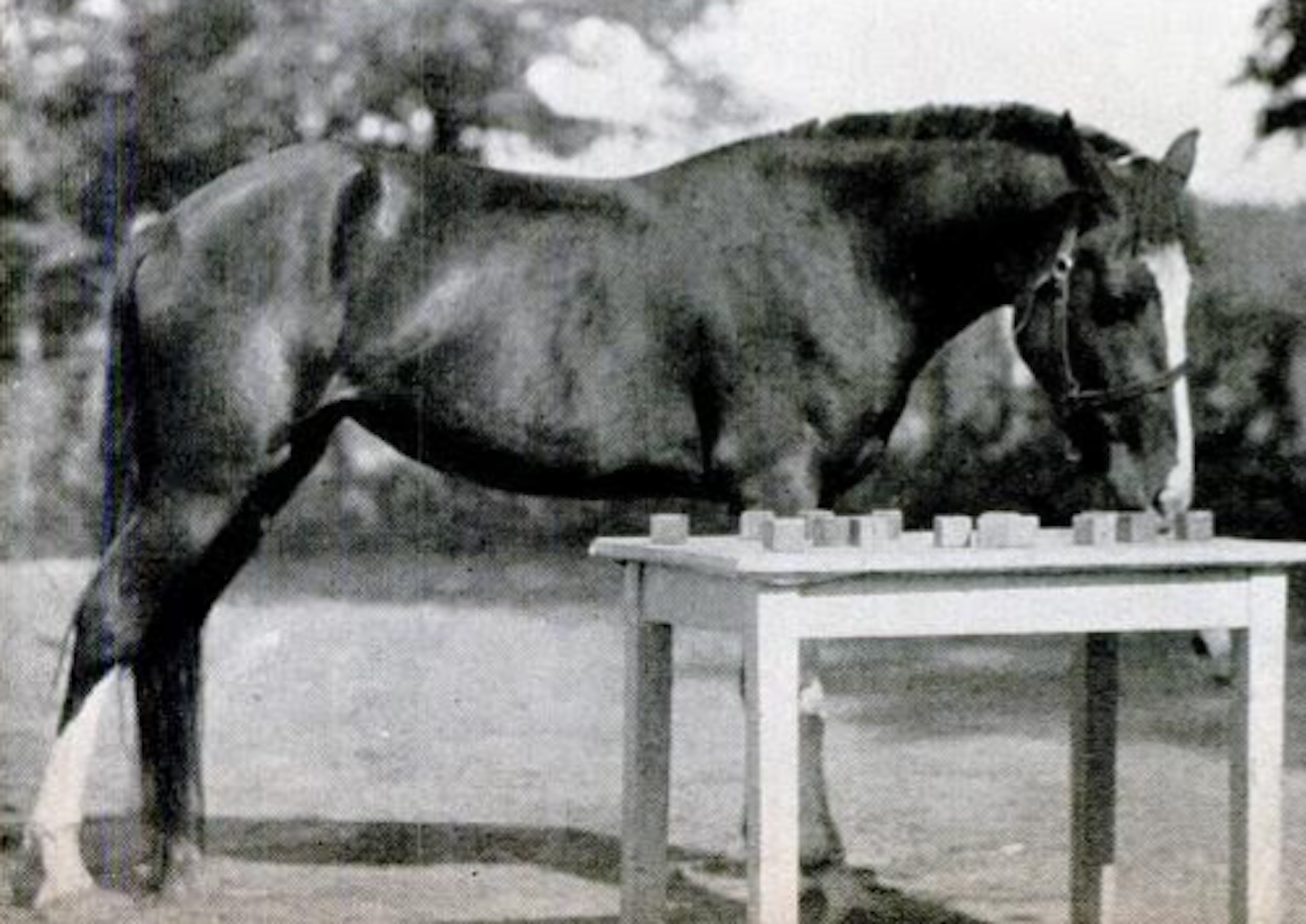 Horse stands next to table covered in blocks.
