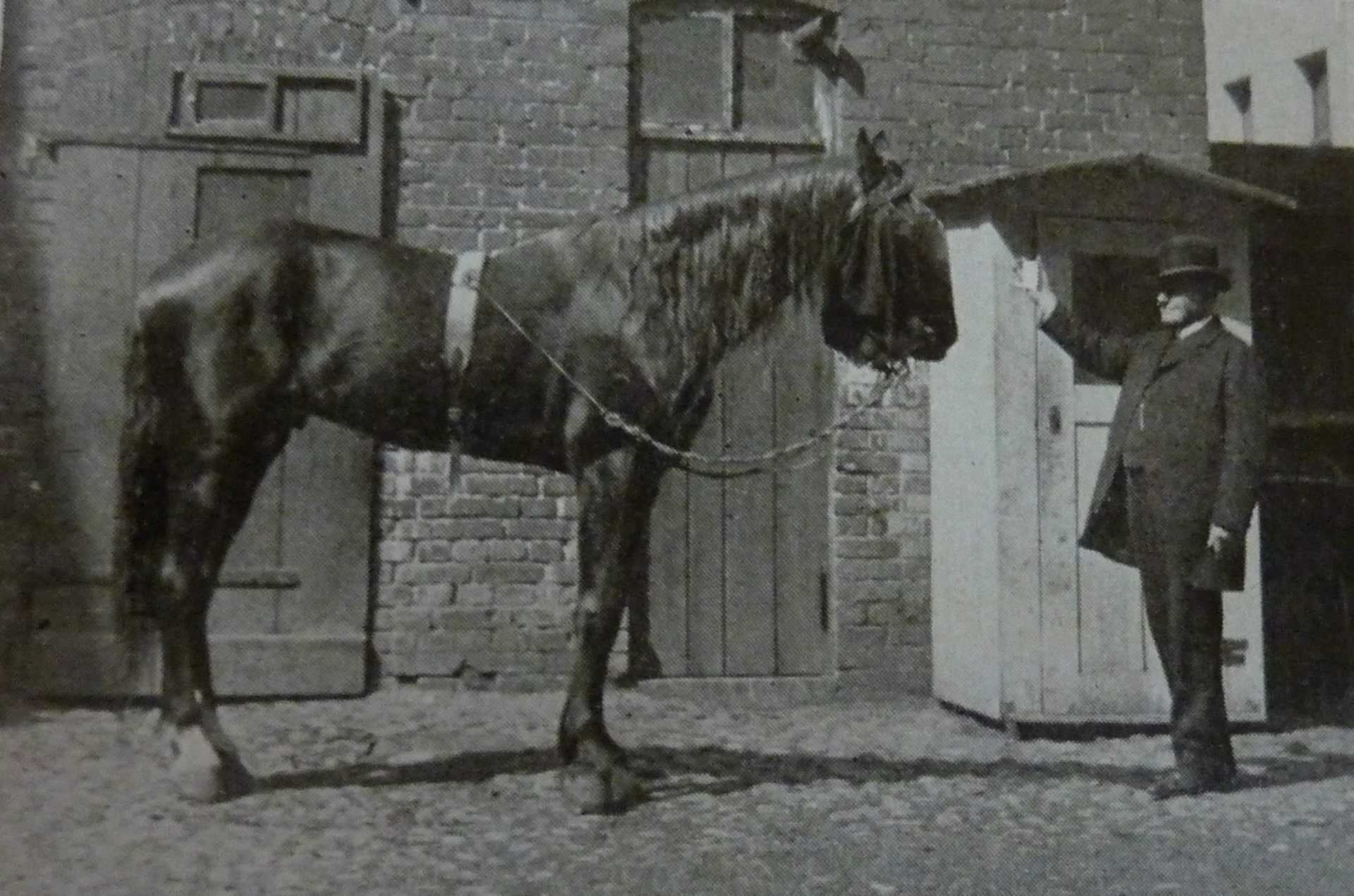 Large horse looks at man holding up a card