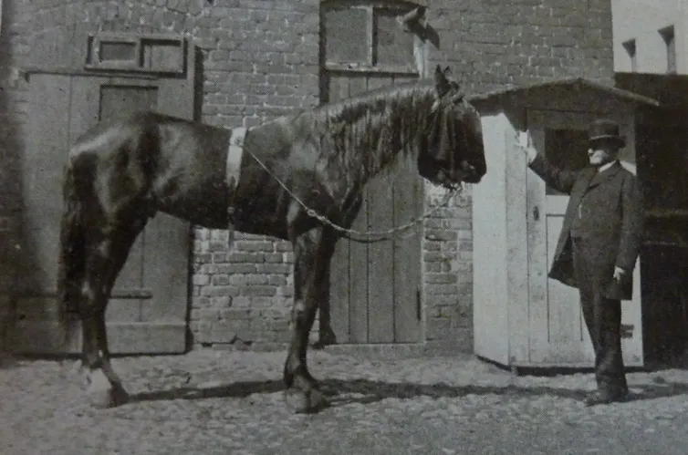 Large horse looks at man holding up a card