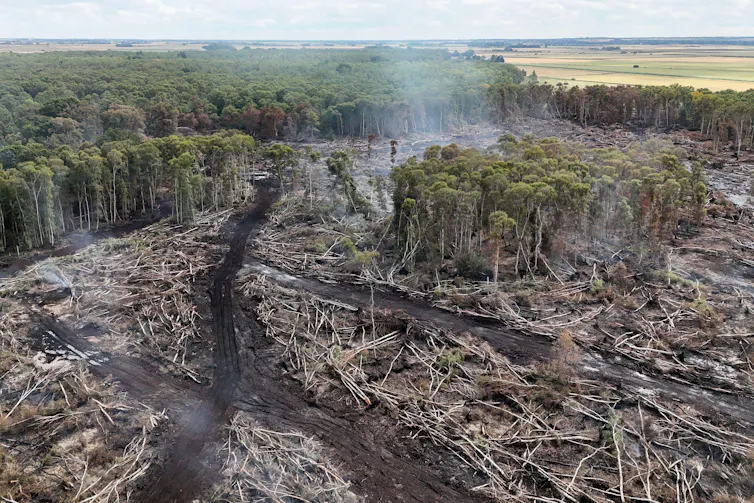 Aerial shot of burnt out woods