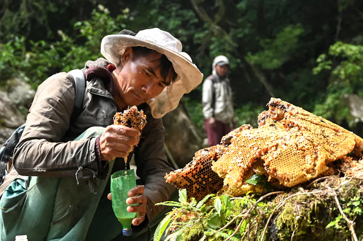 man picking apart a honey comb