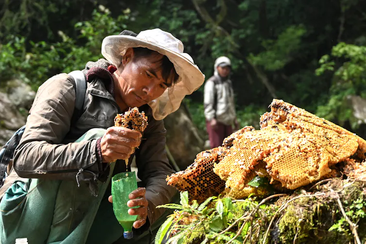 man picking apart a honey comb