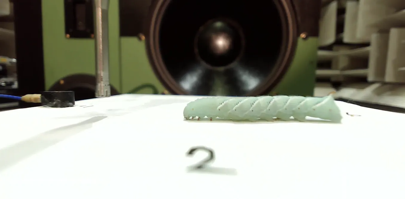 Caterpillar twitches in an ultraquiet chamber are helping biologists understand how these insects hear without ears Caterpillar twitches in an ultraquiet chamber are helping biologists understand how these insects hear without ears