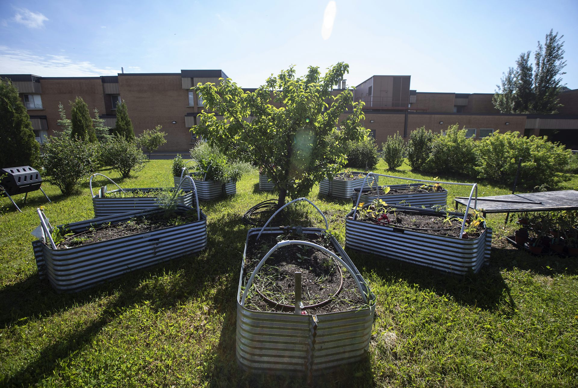 Metal community garden beds.