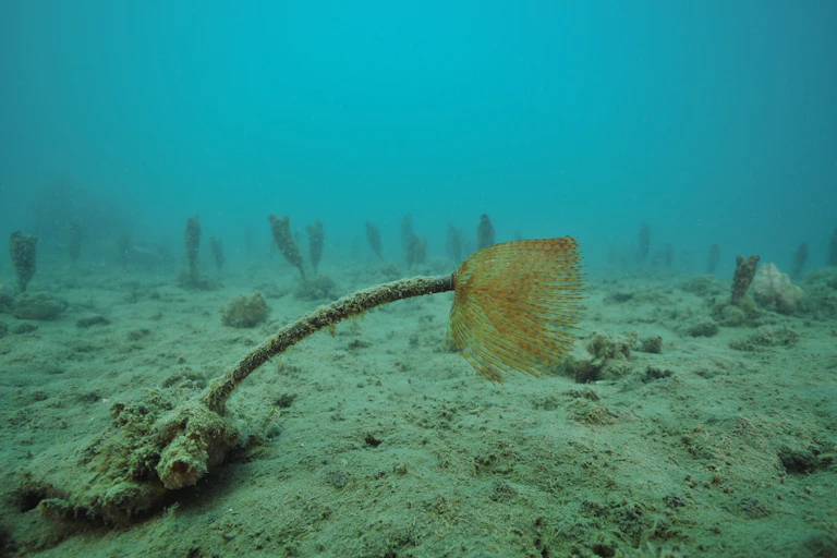 A single Mediterranean fanworm on a flat muddy seabed, with a field of club tunicates in background.