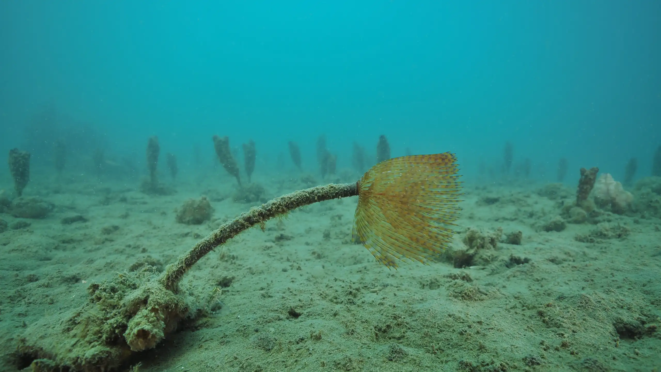 A single Mediterranean fanworm on a flat muddy seabed, with a field of club tunicates in background.