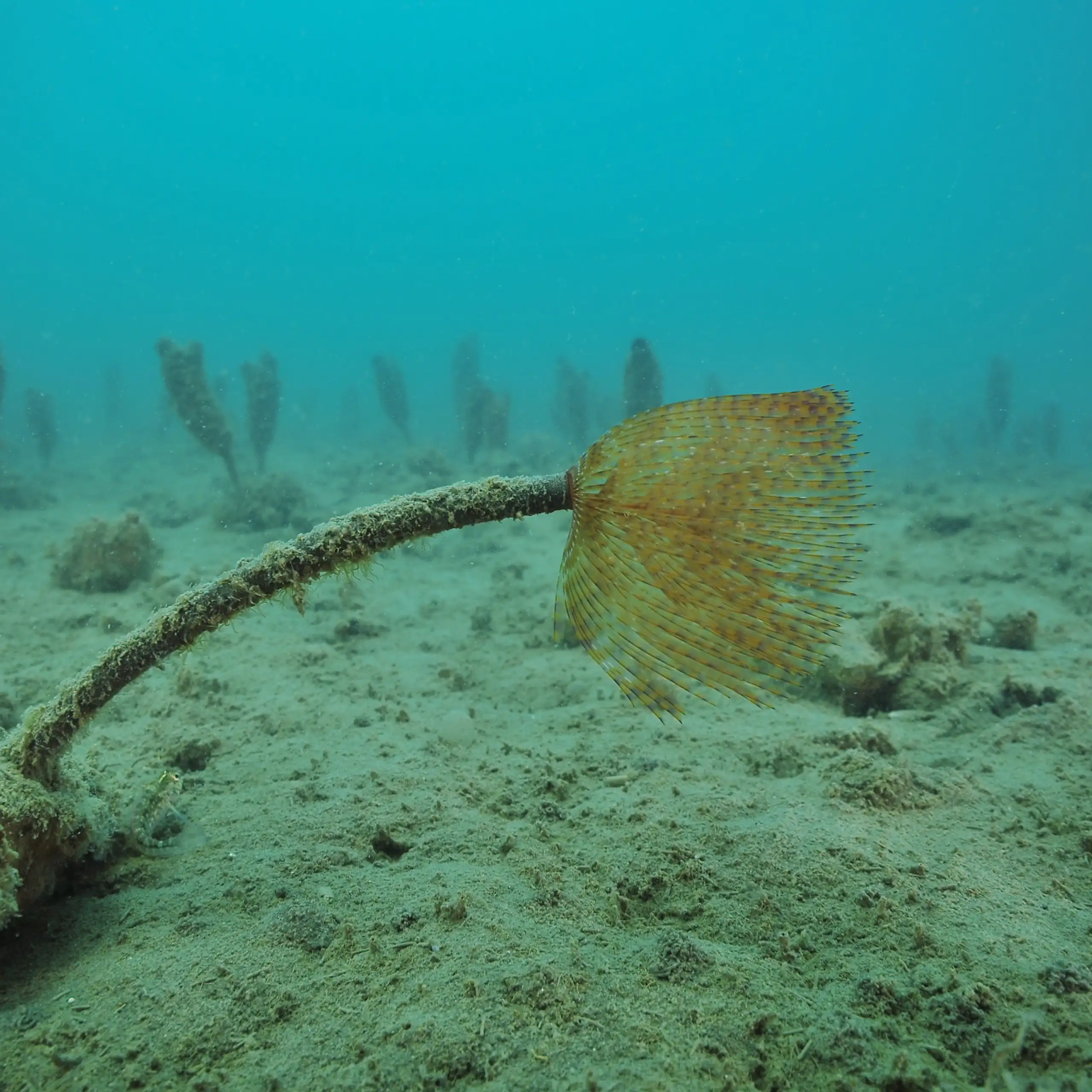 A single Mediterranean fanworm on a flat muddy seabed, with a field of club tunicates in background.
