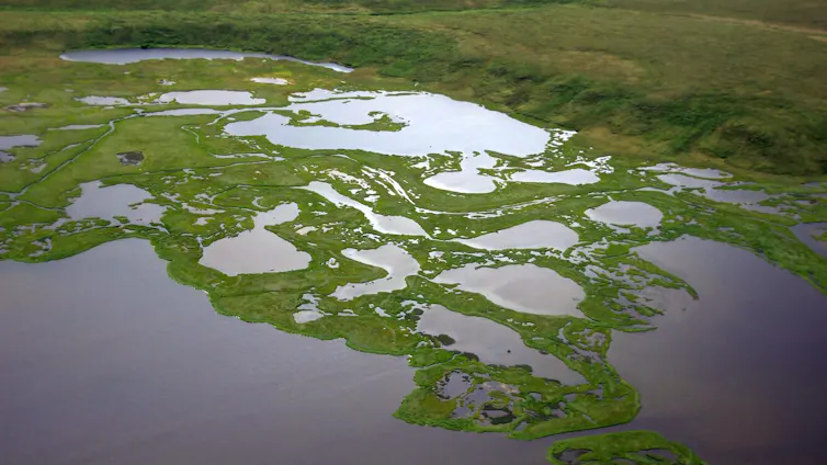 A landscape of ponds rimmed with vegetation.