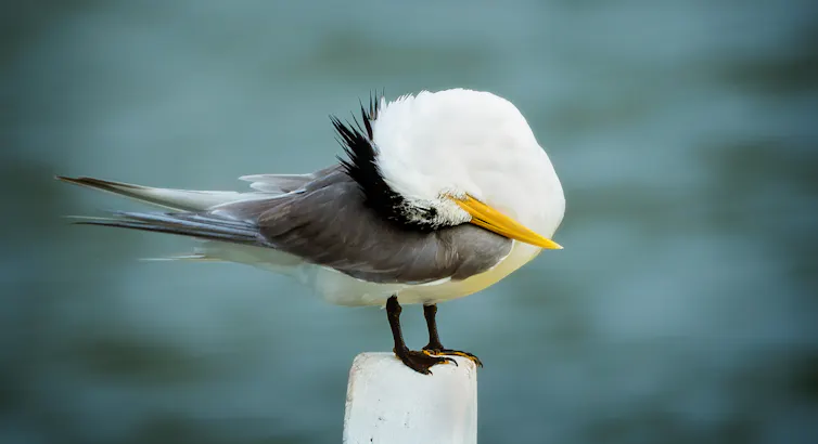 Australian crested tern perched by the ocean