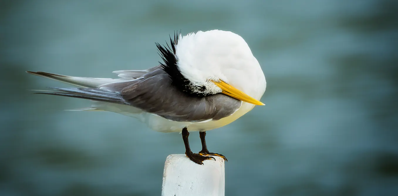 Australia’s bird flu response: too little, but it’s not too late