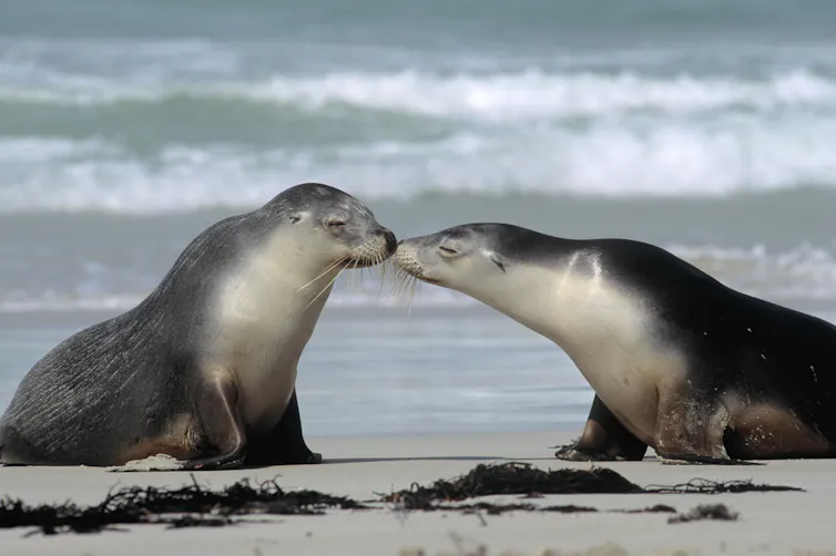 Two sealions on an Australian beach.
