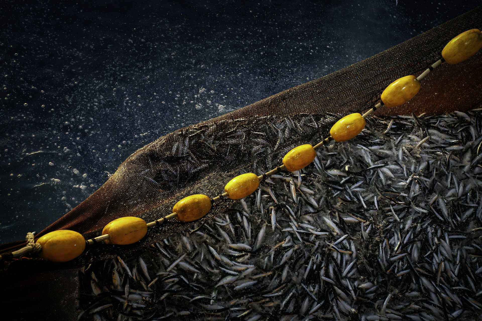 Climate change may halve omega-3 fatty acids in fish and the organisms they eat