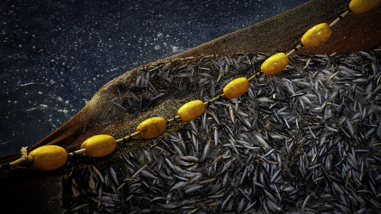 Sardines lie in a net against a blue sea.