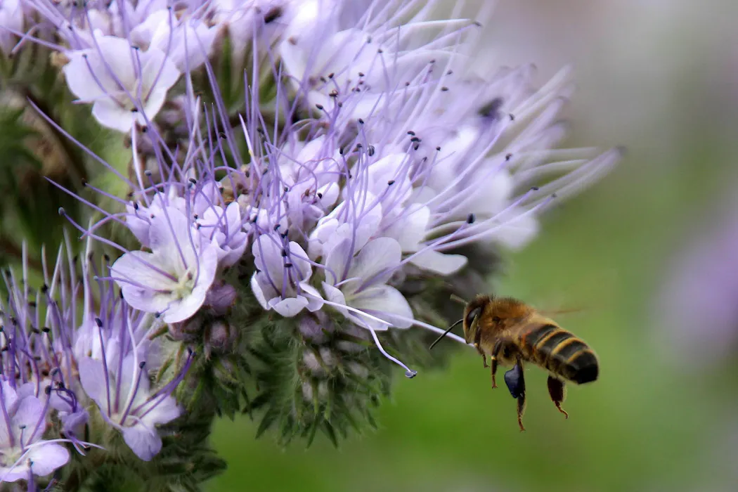 How electric vehicles could help pollinators find flowers again