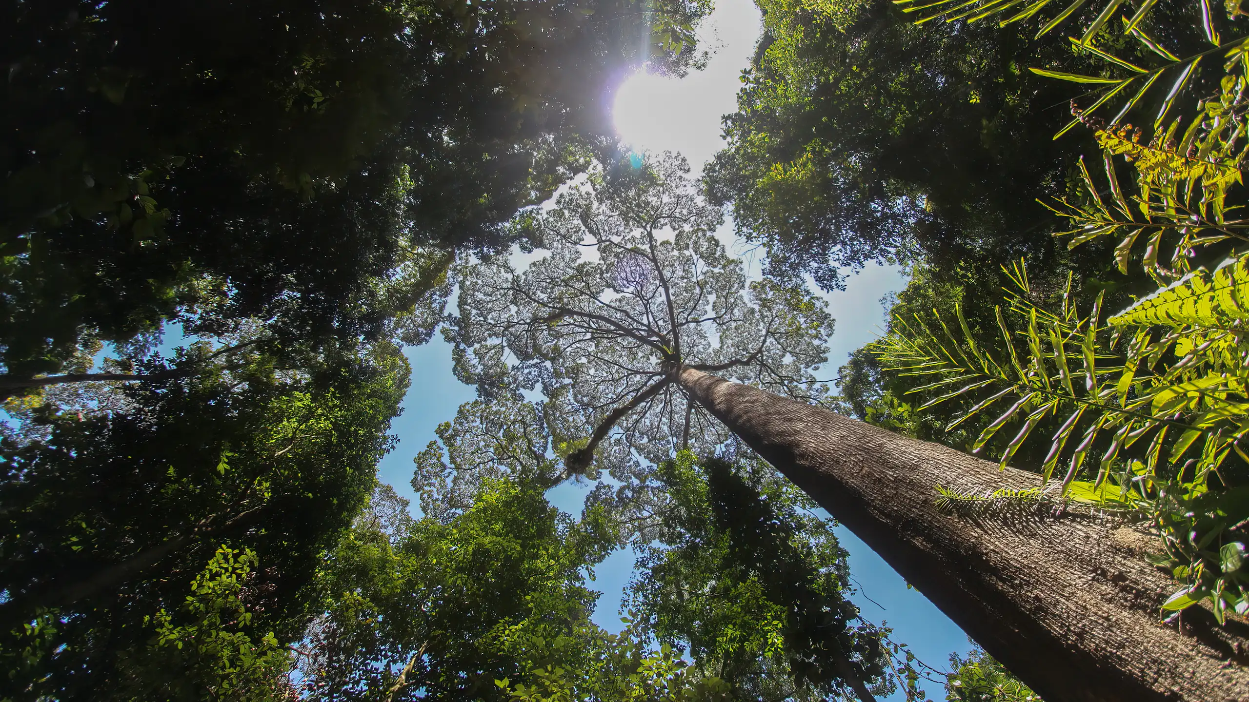 vista olhando para cima de árvores enormes, com a luz do Sol brilhando entre os galhos das copas e o céu azul