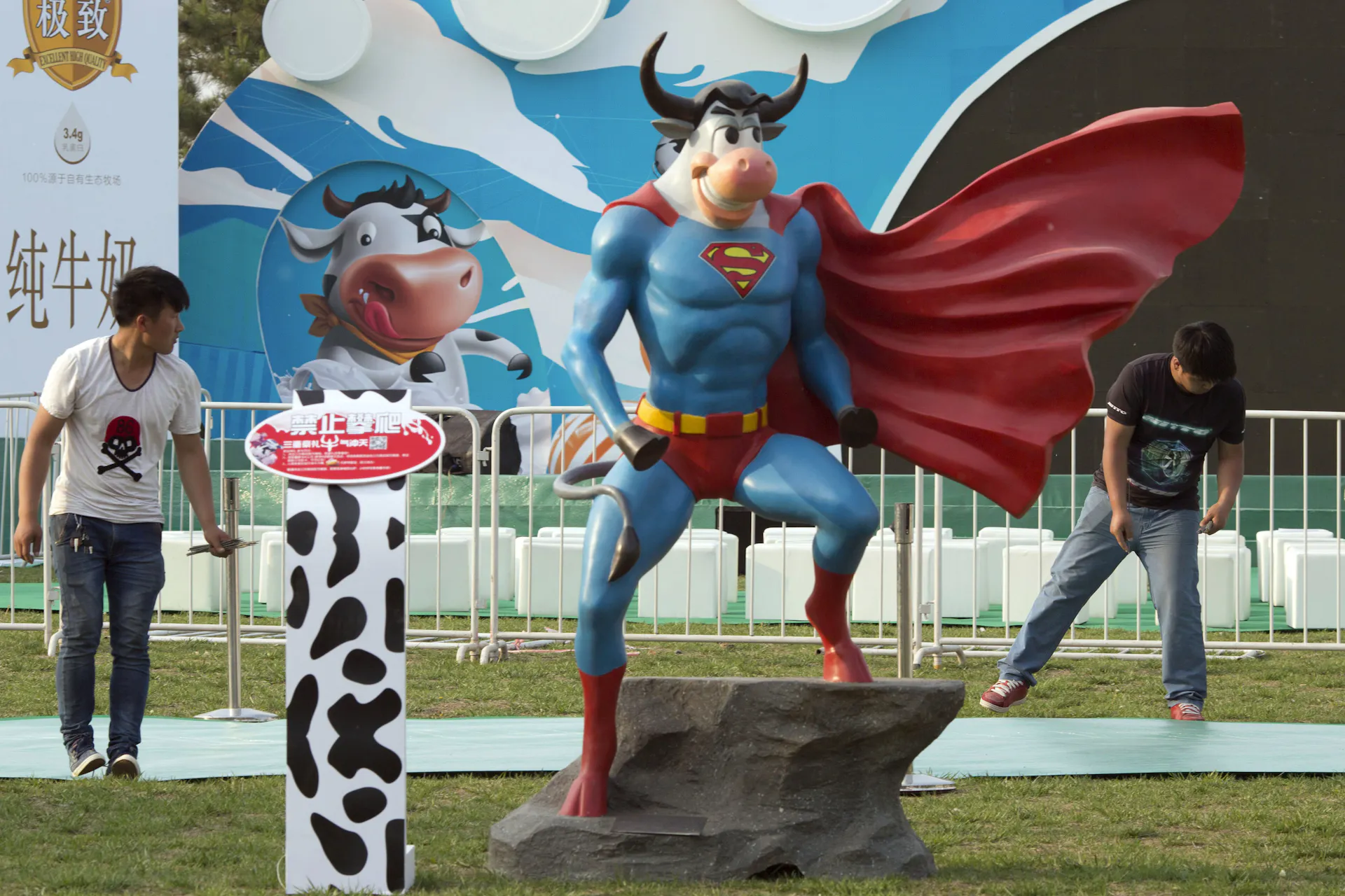 Statue of cow dressed as Superman in an advertising display, two people working in the background