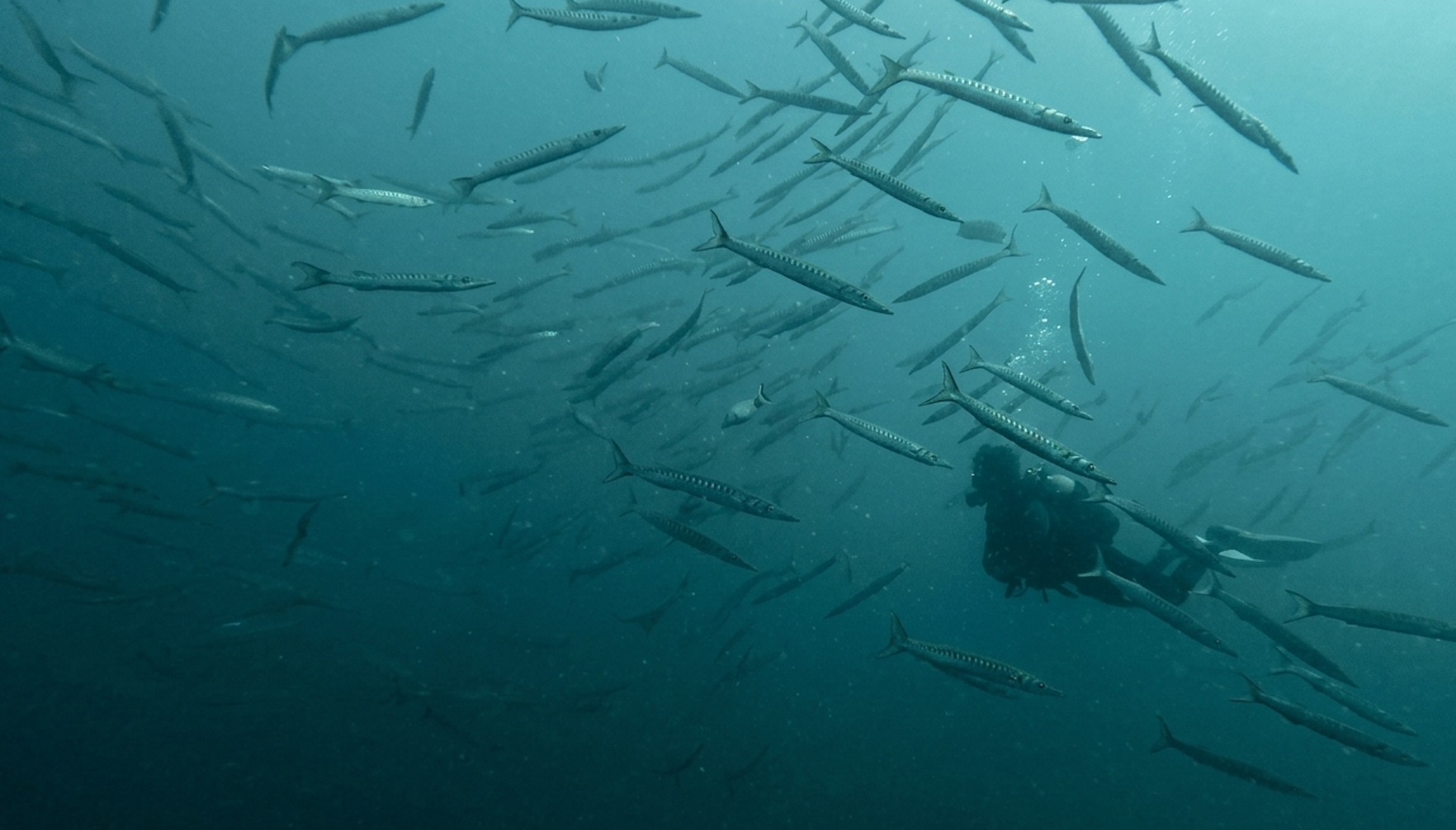 Los bancos de barracudas (Sphyraena viridensis) protagonizan uno de los encuentros más espectaculares que puede ofrecer el fondo marino de Cabo de Gata.