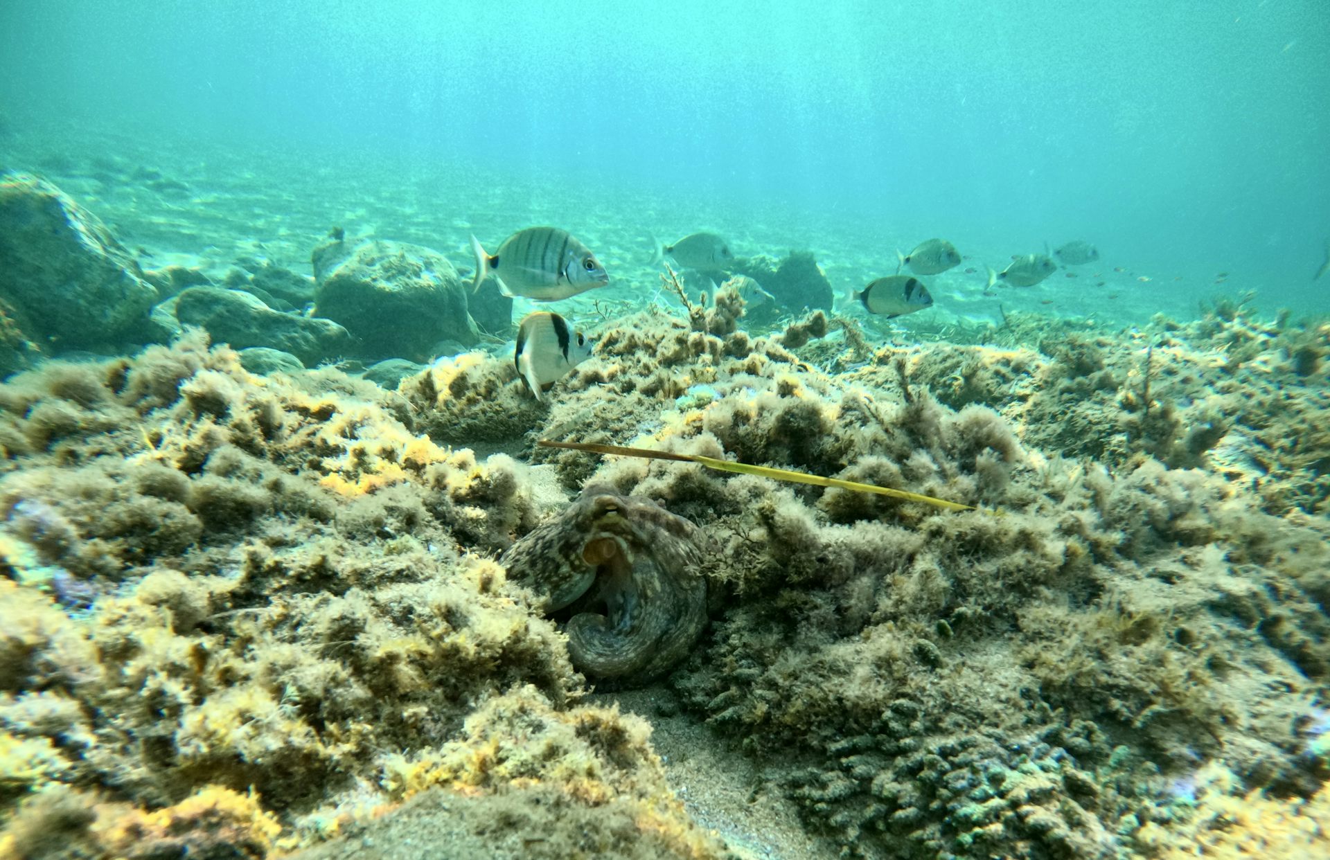 Un pulpo común (Octopus vulgaris) permanece camuflado entre las rocas mientras varios sargos patrullan el fondo.