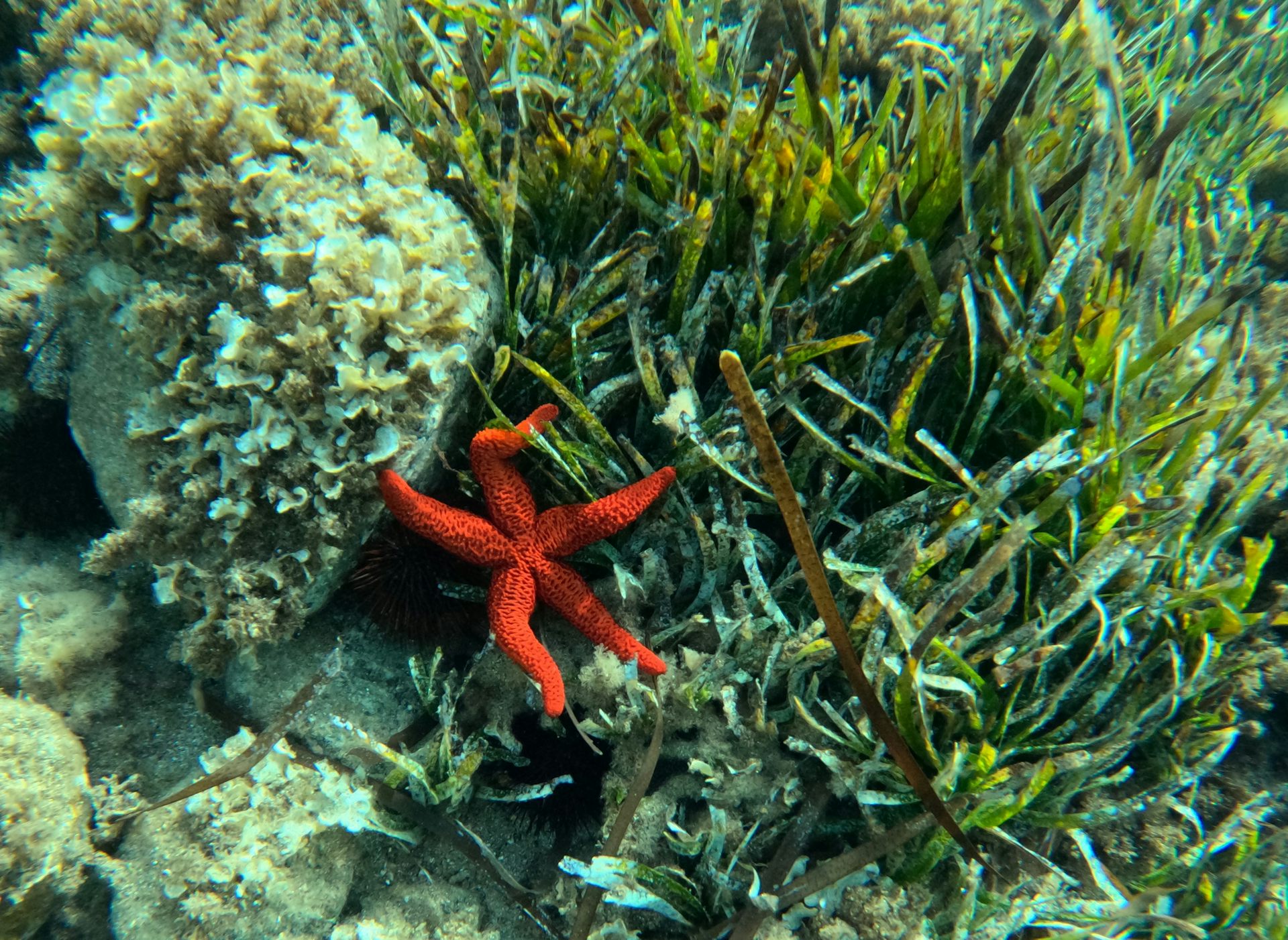 La estrella de mar anaranjada (Echinaster sepositus) es una de las especies más características de los fondos rocosos de Cabo de Gata.