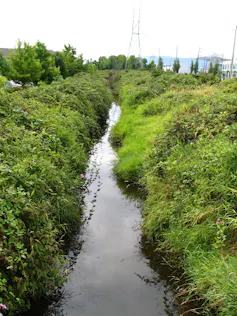 a narrow stream with green bushes on its banks.
