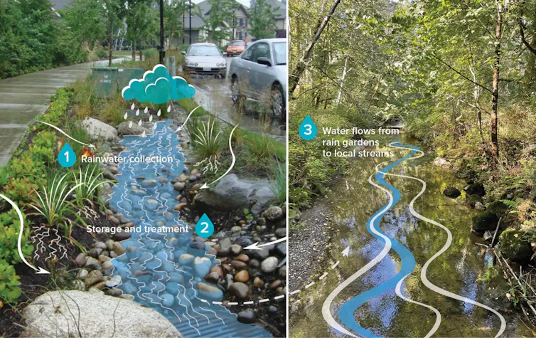 an image explaining how rain gardens collect and store water
