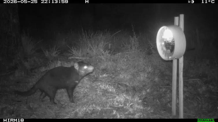 grainy trail camera photo of a Tasmanian devil approaching a vaccine bait dispenser.