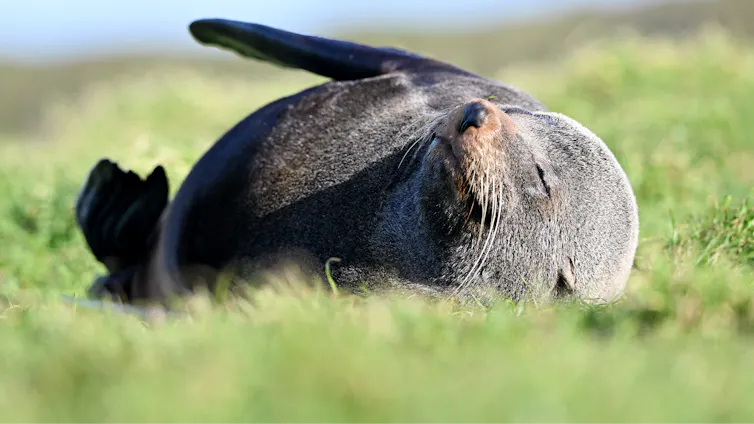A log nose fur seal basks in the sun.