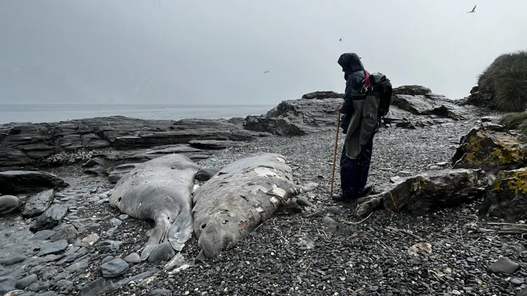 A dead elephant seal in South Georgia, seen in early 2025 during the bird flu outbreak on the island.