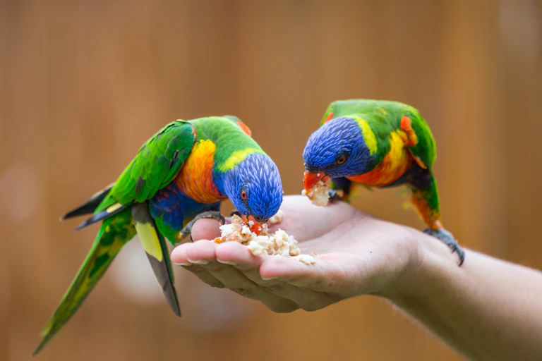 Two rainbow lorikeet birds sitting on and feeding from a human hand.