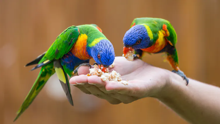 Two rainbow lorikeet birds sitting on and feeding from a human hand.
